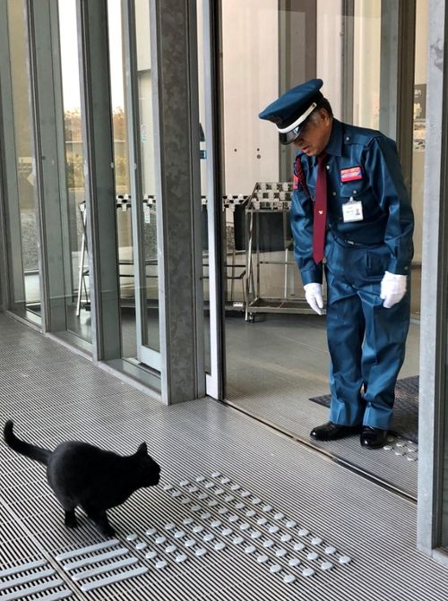 硬闯4年美术馆的日本小猫咪终于进去了 门卫大叔不屑一笑 就这